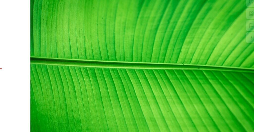Vel-Spices-Banana-Leaves-Melbourne1