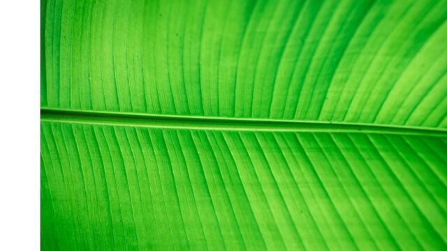 Vel-Spices-Banana-Leaves-Melbourne1