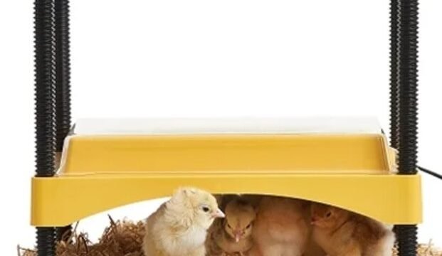 Top-Knot-Poultry-Supplies-Brinsea-Brooder