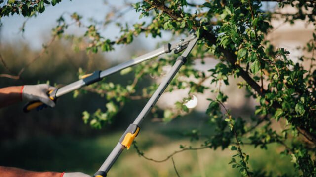 maintenance-pruning-melbourne
