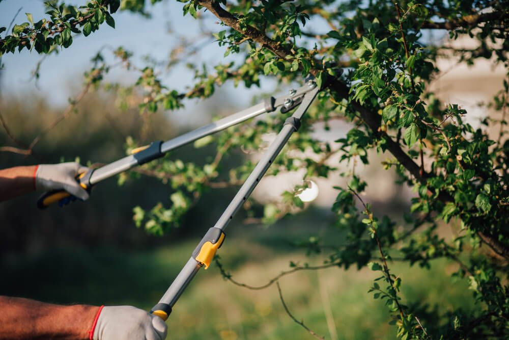 maintenance-pruning-melbourne