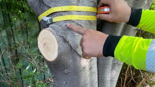 tree-health-condition-reports-melbourne