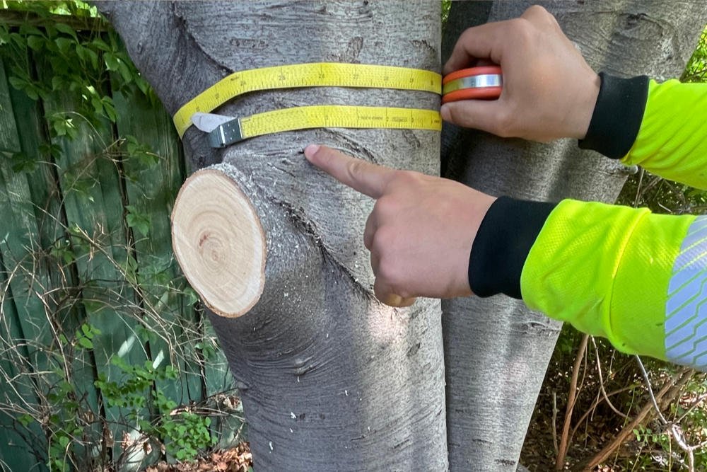 tree-health-condition-reports-melbourne