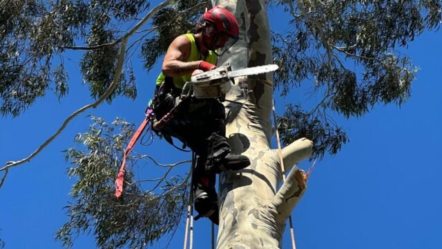 tree-removal-melbourne-Copy