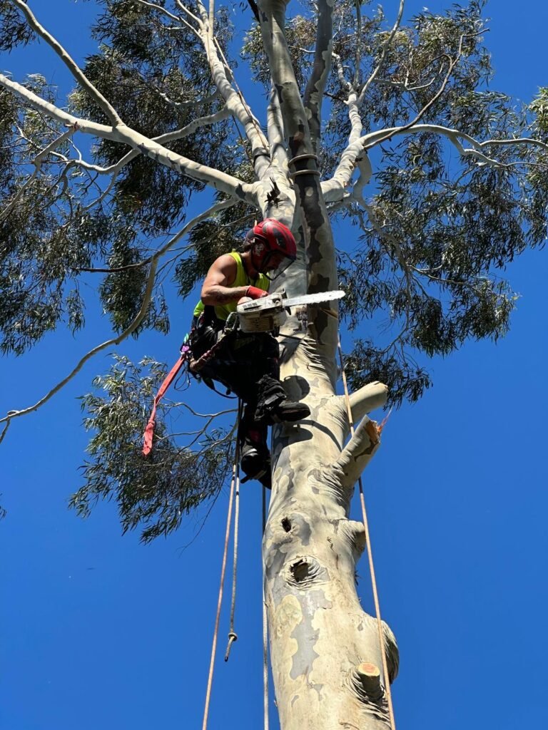 tree-removal-melbourne-Copy