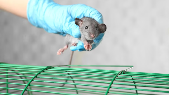 Mice1