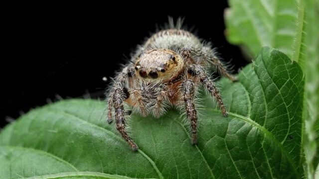 Spiders1